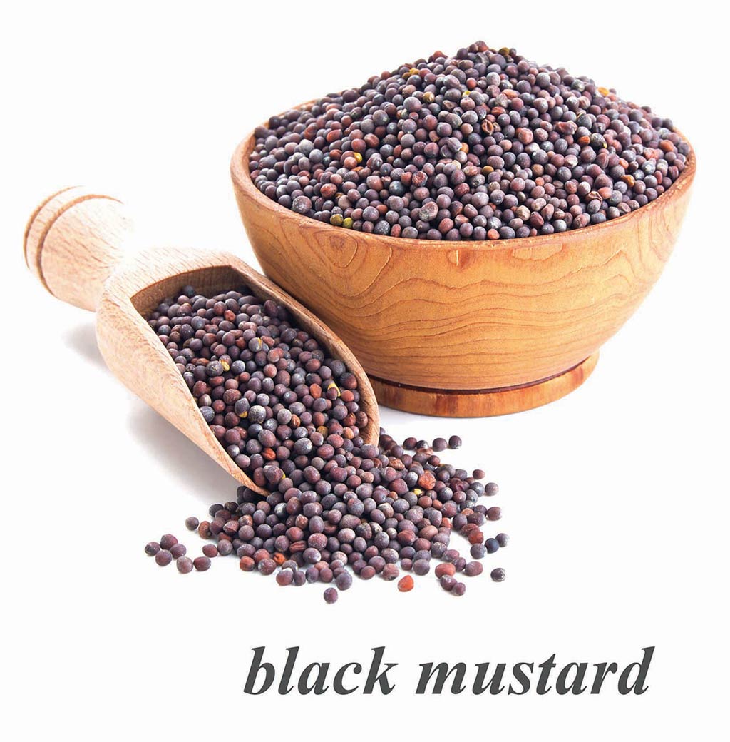 Black-Mustard