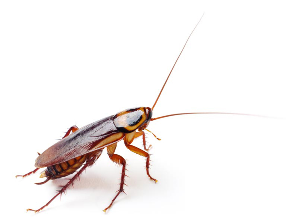 kisspng-german-cockroach-american-cockroach-insect-blattel-roach-5ab6cd5a7f0149.9048826315219295625202 (1)