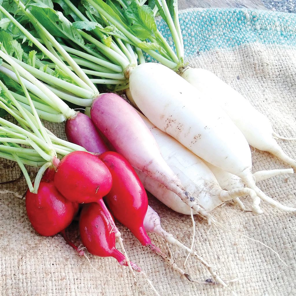 radish-shutterstock_1010435131