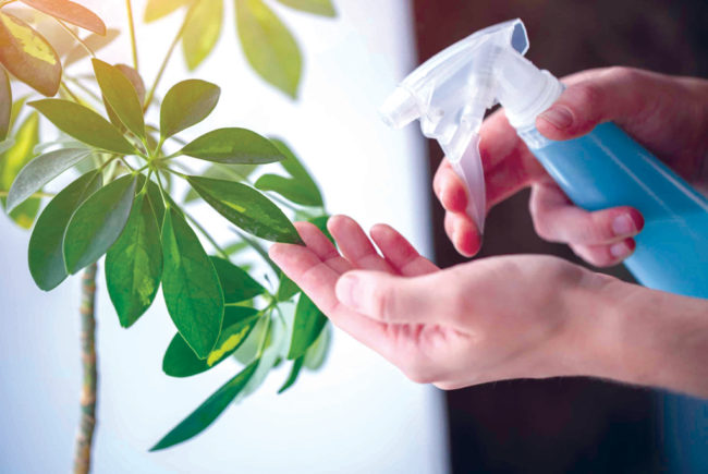 Woman-sprays-plants-in-flower-pots.-Housewife-taking-care-of-home-plants-at-her-home-spraying-house-plants-with-pure-water-from-a-spray-bottle-scaled