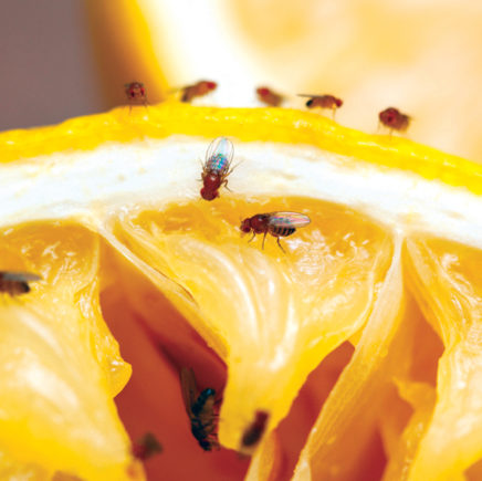 how-to-get-rid-of-fruit-flies-1570208523