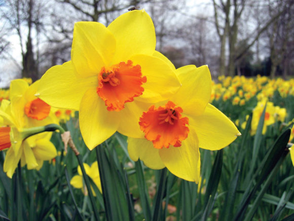 Daffodil