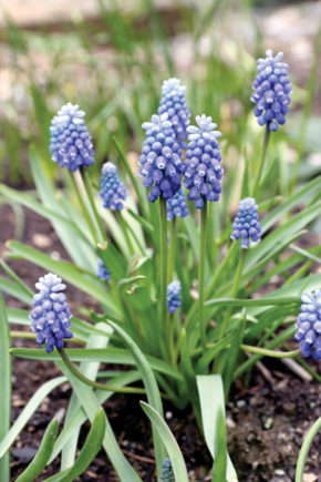 Muscari
