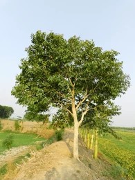 majestic-jamun-tree-syzygium-cumini-260nw-2468316057