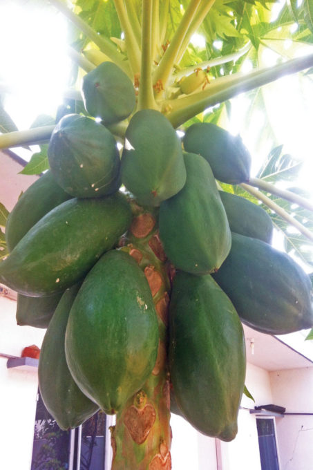 papaya