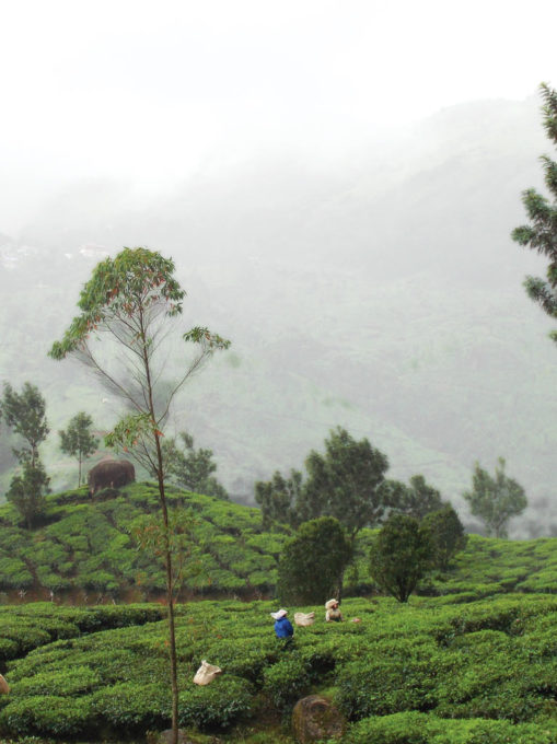 keral-ka-sammohan-munnar