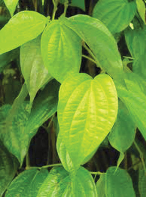 beetal-leaf