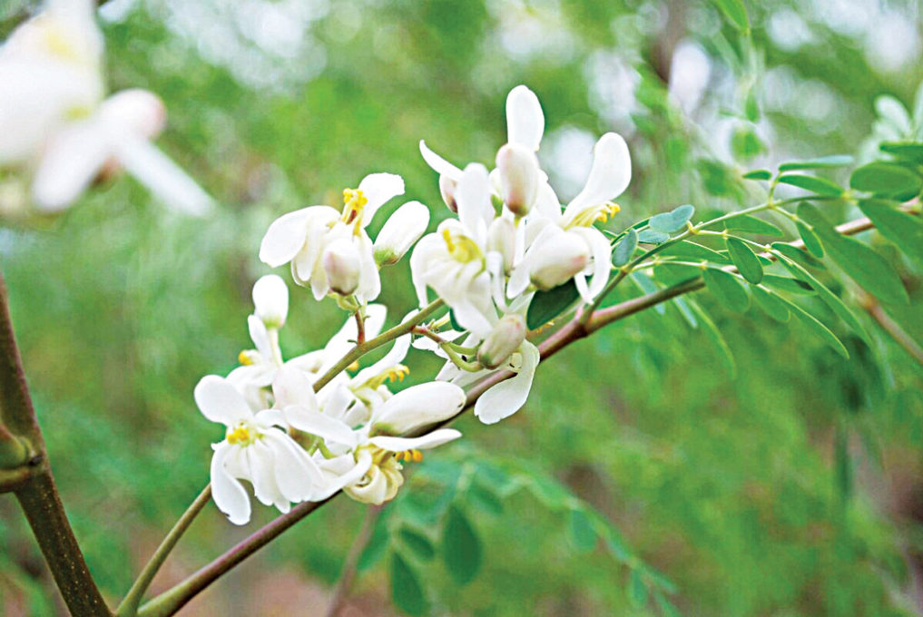 moringa-oleifera-flowers
