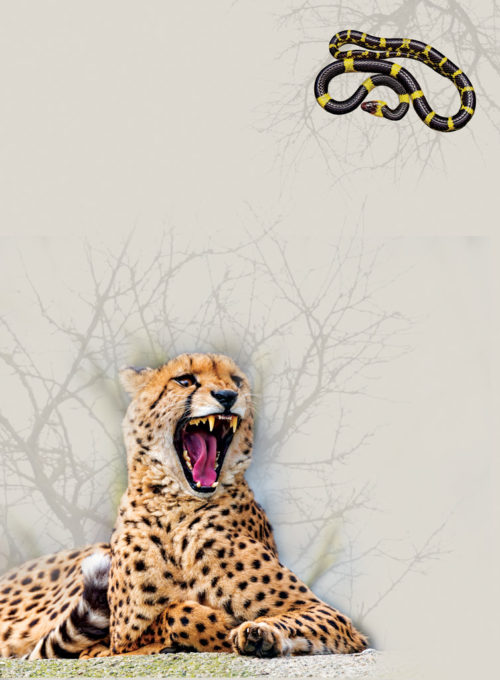 jeev