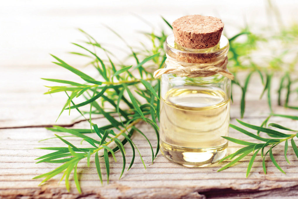 Tea-Tree-Oil