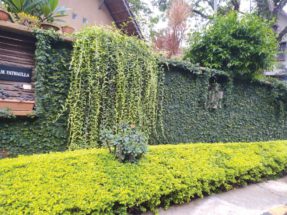 ಹಸಿರೇ ಎಲ್ಲರ ಉಸಿರು