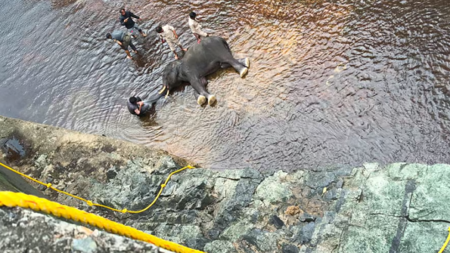 ನಾಲೆಗೆ ಬಿದ್ದಿದ್ದ ಗಜರಾಜನ ರಕ್ಷಣೆ