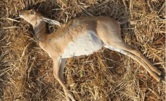ಗುಂಡೇಟಿಗೆ ಬಲಿಯಾದ ಮೂರು ಕೃಷ್ಣಮೃಗಗಳು