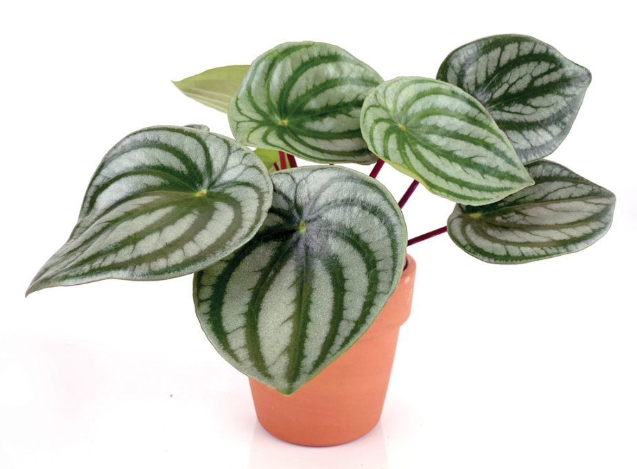 Peperomia