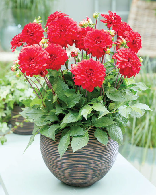 Flower-1
