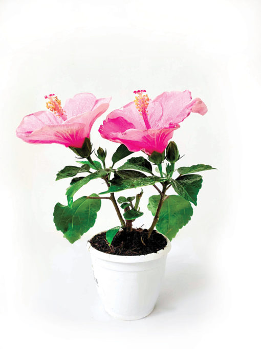 Flower-2
