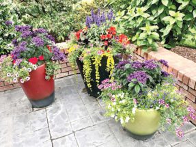 ಬಾಲ್ಕನಿಯಲ್ಲಿ ಹೂವಿನ ಉದ್ಯಾನ