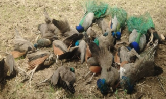 ತುಮಕೂರಿನಲ್ಲಿ 32 ನವಿಲುಗಳು ಸಾವು