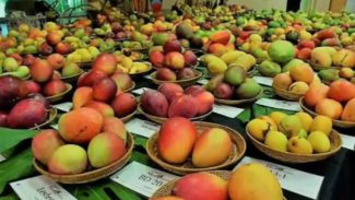 ಜೂನ್ 4 ರಿಂದ ಲಾಲ್‍ಬಾಗ್‍ನಲ್ಲಿ ಮಾವು, ಹಲಸಿನ ಮೇಳ